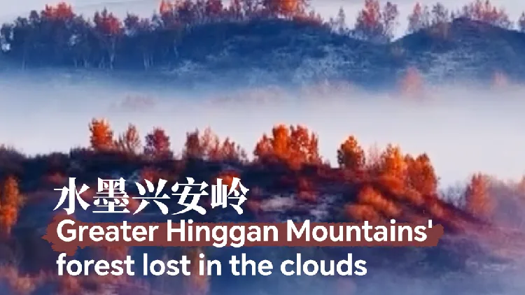 Forest in China's Greater Hinggan engulfed in clouds