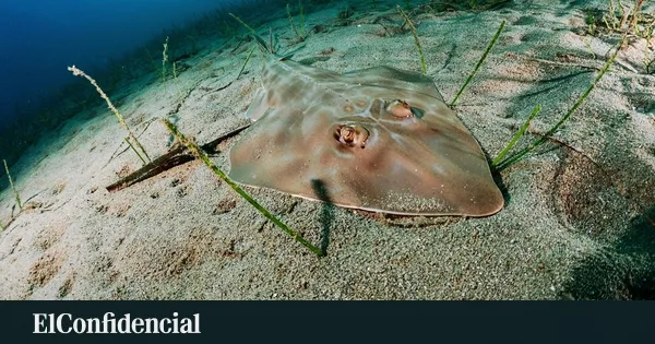 El 'tiburón' más raro del Mediterráneo vive en Murcia. Ahora está esfumándose y nadie sabe por qué