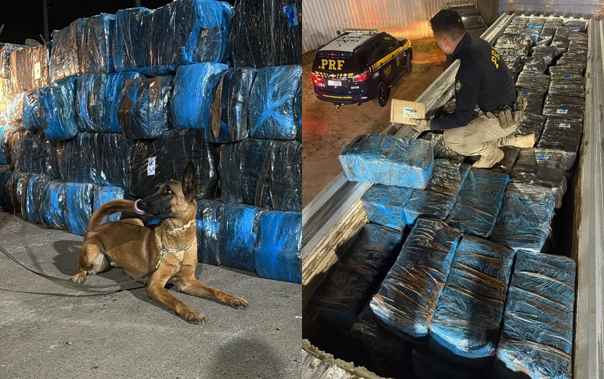 Cães encontram quase 4 toneladas de ‘supermaconha’ escondidas no meio de telhas em Goiás; vídeo