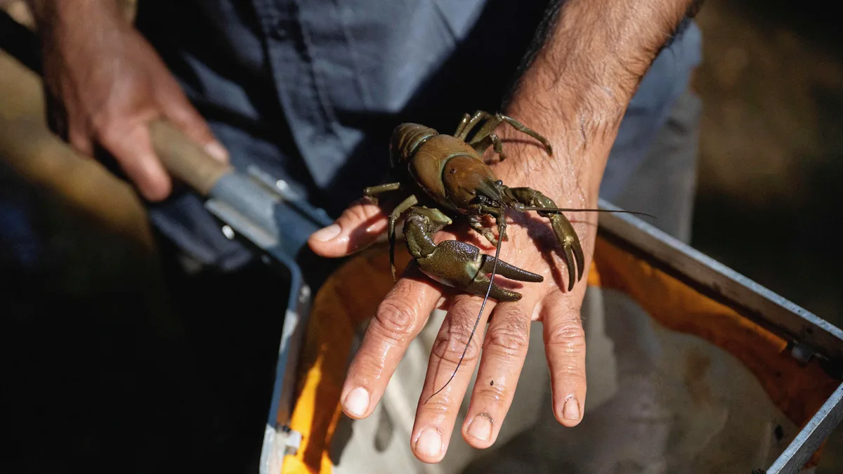 American Crayfish Are Running Amok in Europe