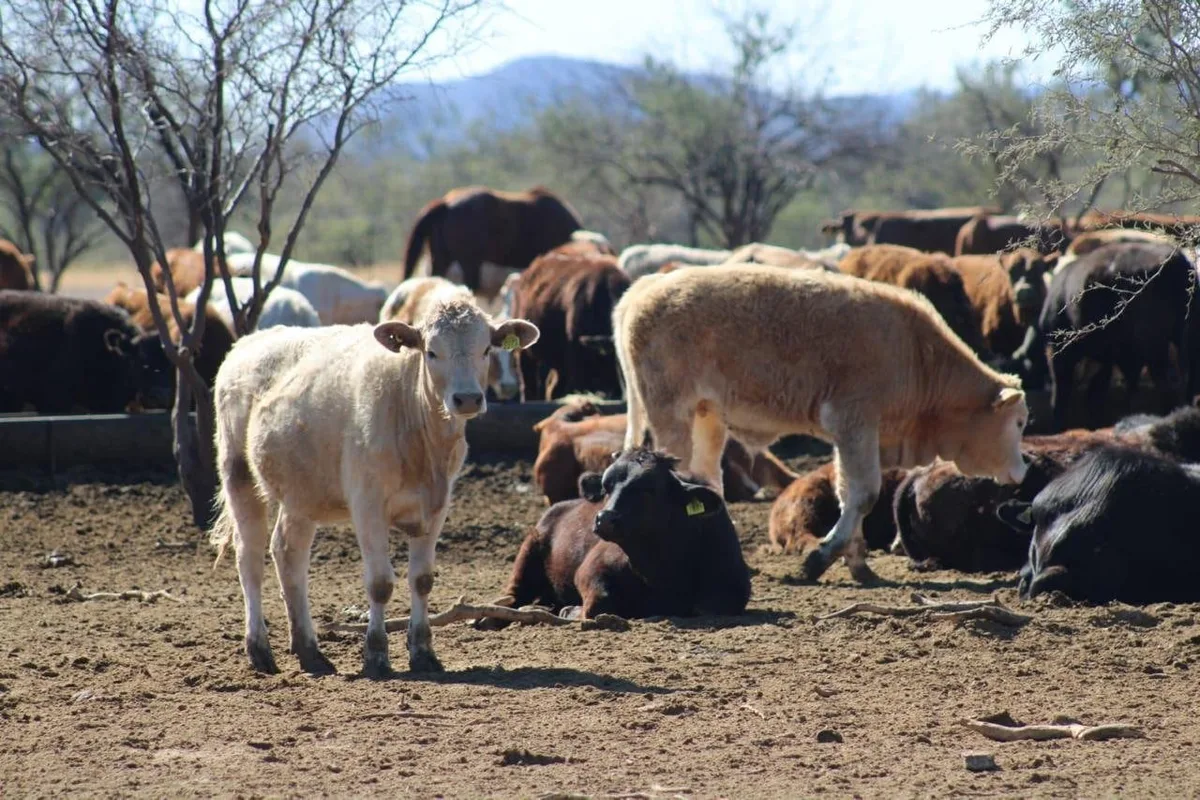 Agua Prieta, Sonora: exportación de ganado a EEUU se reanudará el 20 de octubre tras descartar fiebre aftosa en becerro