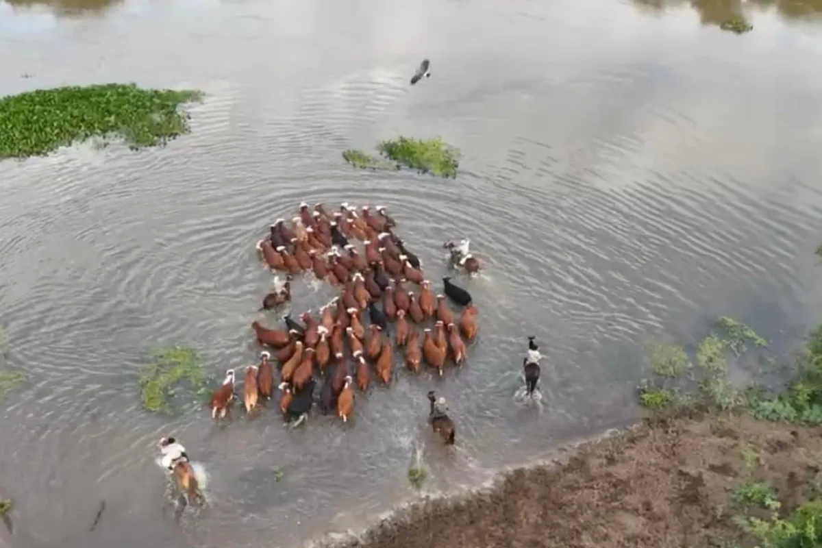 Crecida histórica: el agua avanza y con lanchas y barcazas la misión es salvar a miles de animales