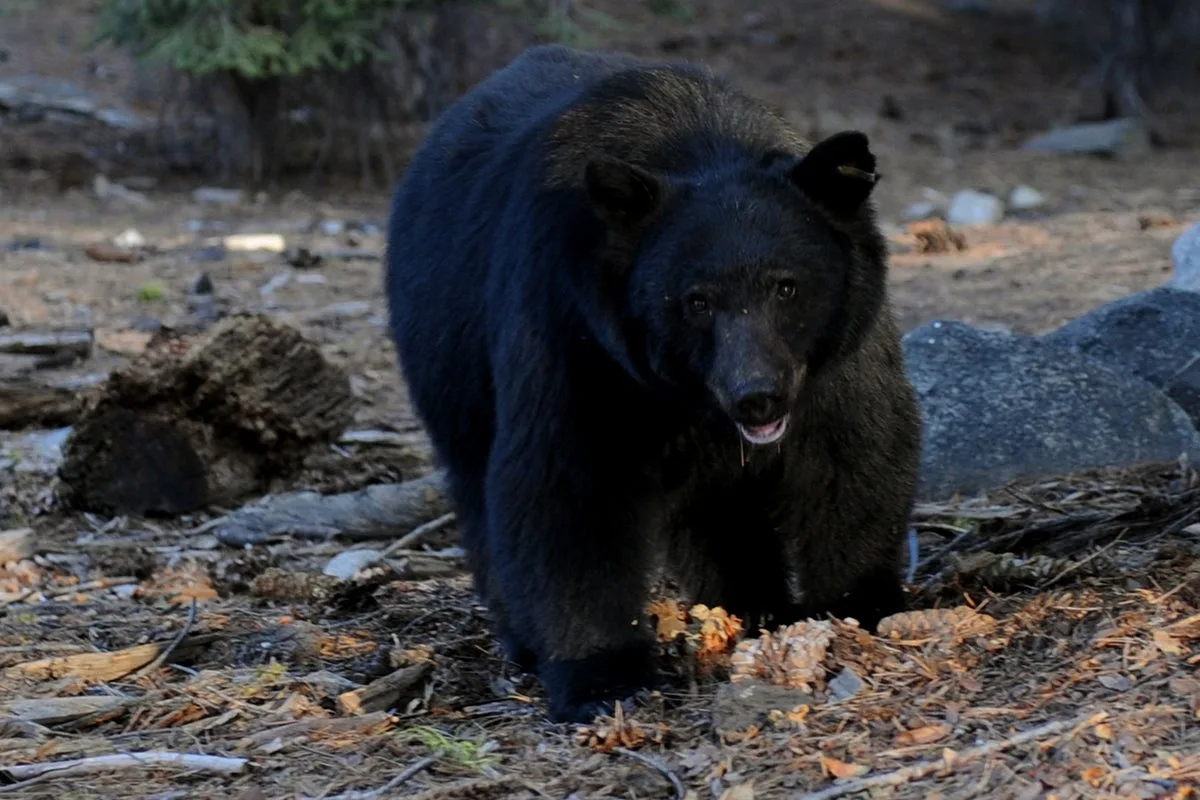 ‘I’m a little sad over my KFC’: Bear bursts into Kentucky woman’s home and steals her dinner