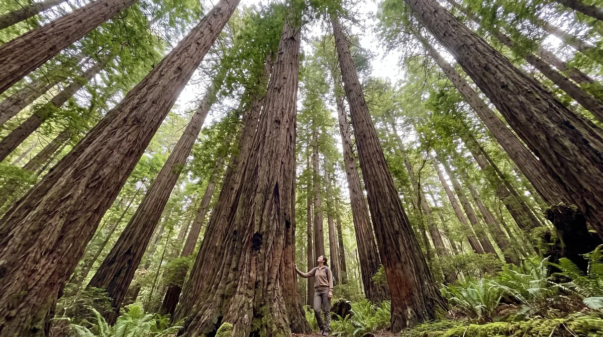 El calor reduce la capacidad de los bosques para capturar carbono