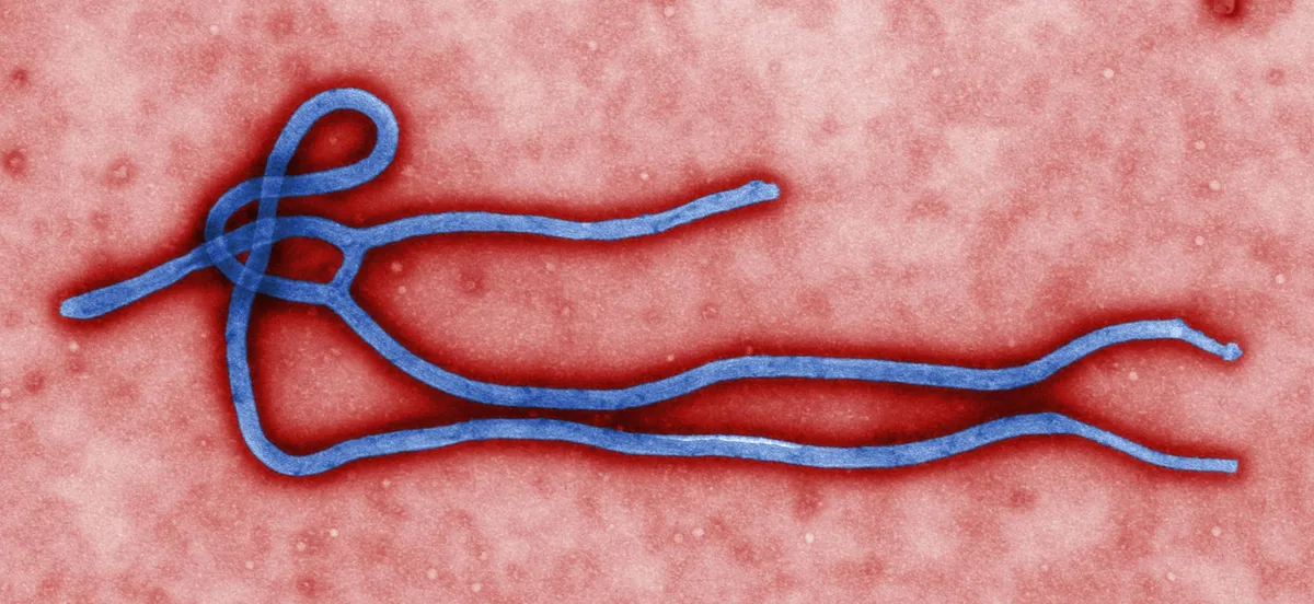 How bacteria hijack viruses to shuffle their own DNA