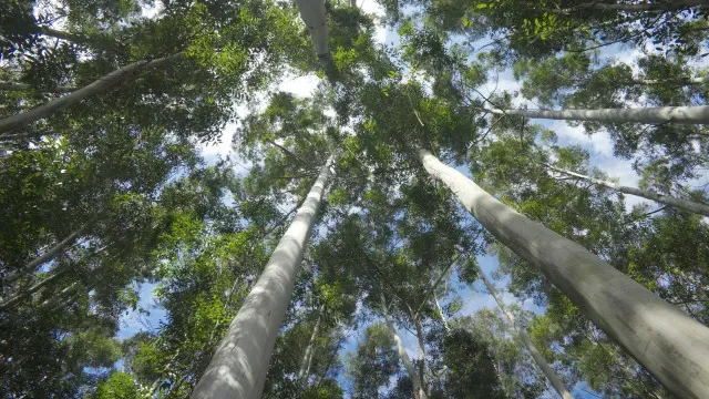 Corte de arvoredo e vegetação na foz do Jamor sem infrações à legislação