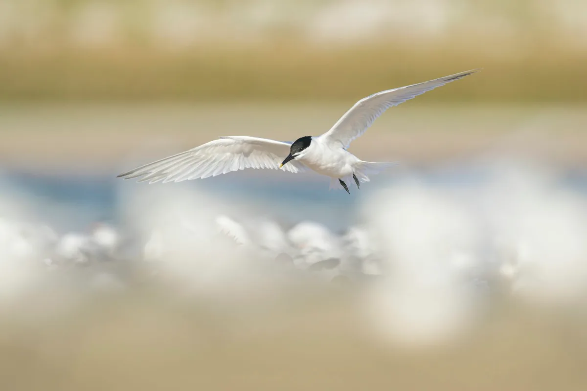 The first wave of bird flu is the worst: what Australia can learn from overseas