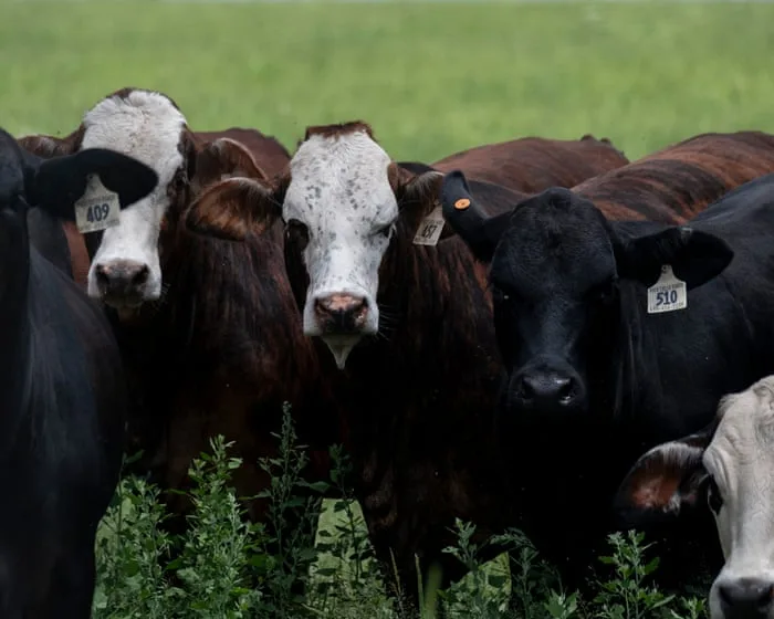 Trump faces backlash from Republicans over plan to lift tariffs on beef imports