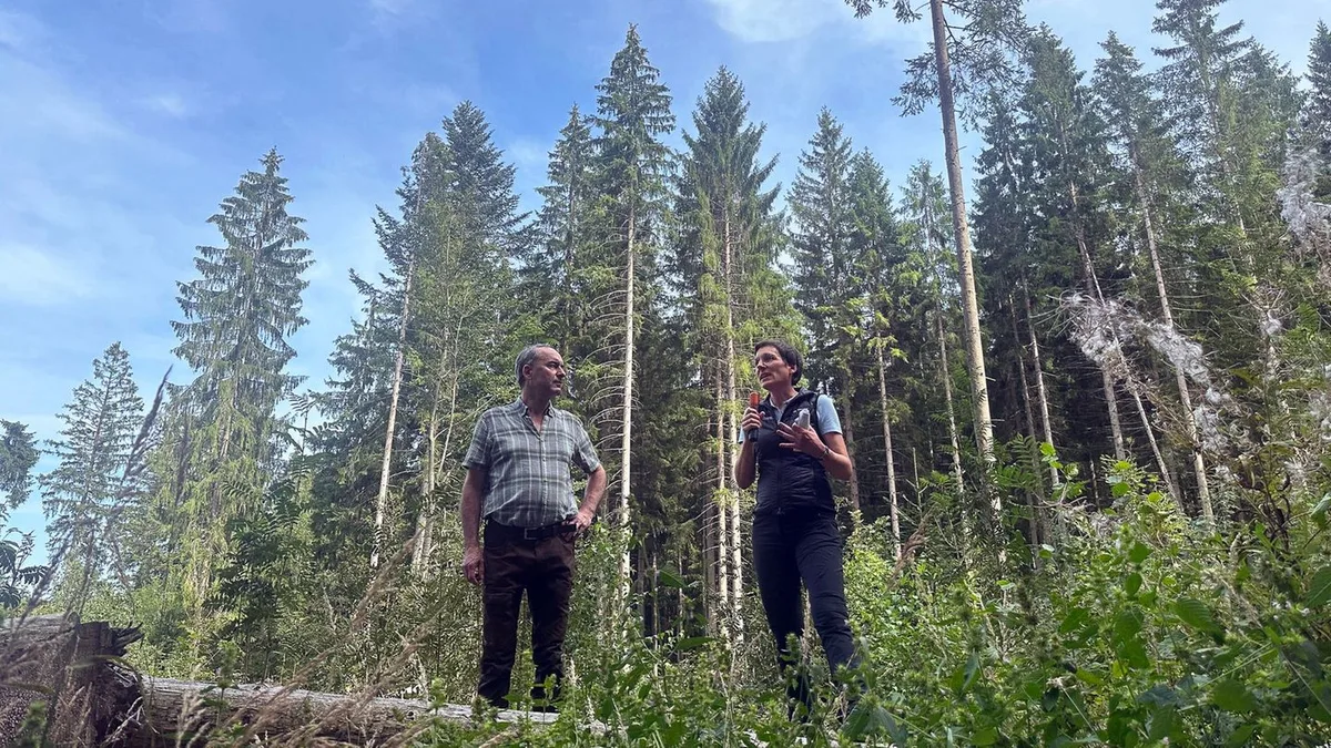 Natur: Geringe Borkenkäfer-Schäden im Bayerischen Wald