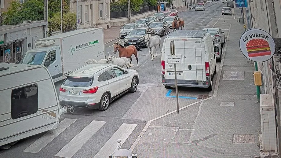 VIDÉO - Des chevaux s'enfuient de leur enclos et s'offrent une balade à Dombasle-sur-Meurthe