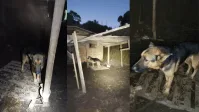 Vídeo: suspeitos de arrastar cachorro se apresentam à polícia na Paraíba