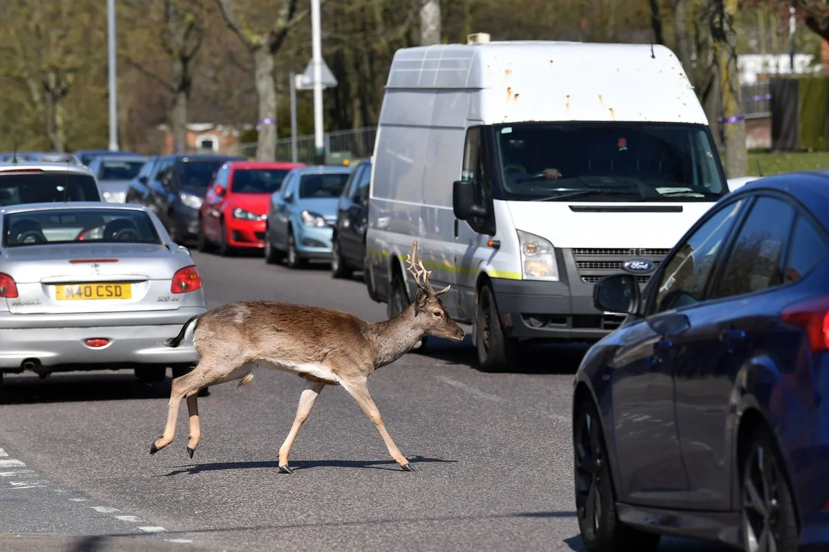 Drivers warned of frisky deer that pose ‘possible danger to life’ on the roads