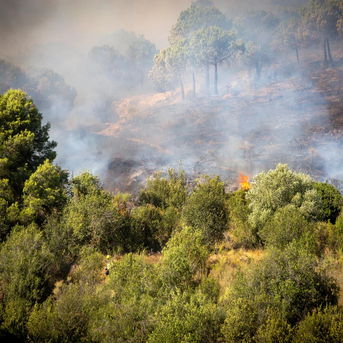 Trockenheit - Waldbrand bei Barcelona unter Kontrolle - Flächenbrand in Texas breitet sich aus