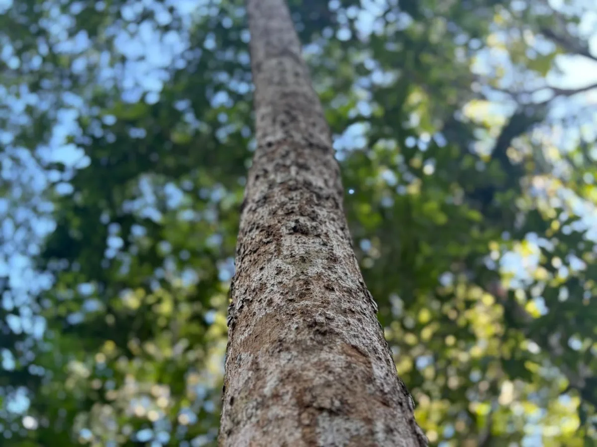 Desmatamento recua 52,9% no AP em ano de menor destruição histórica na Amazônia, aponta Inpe