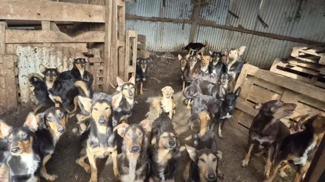 "Inferno existe". Mais de 100 cães resgatados de "horror" em França