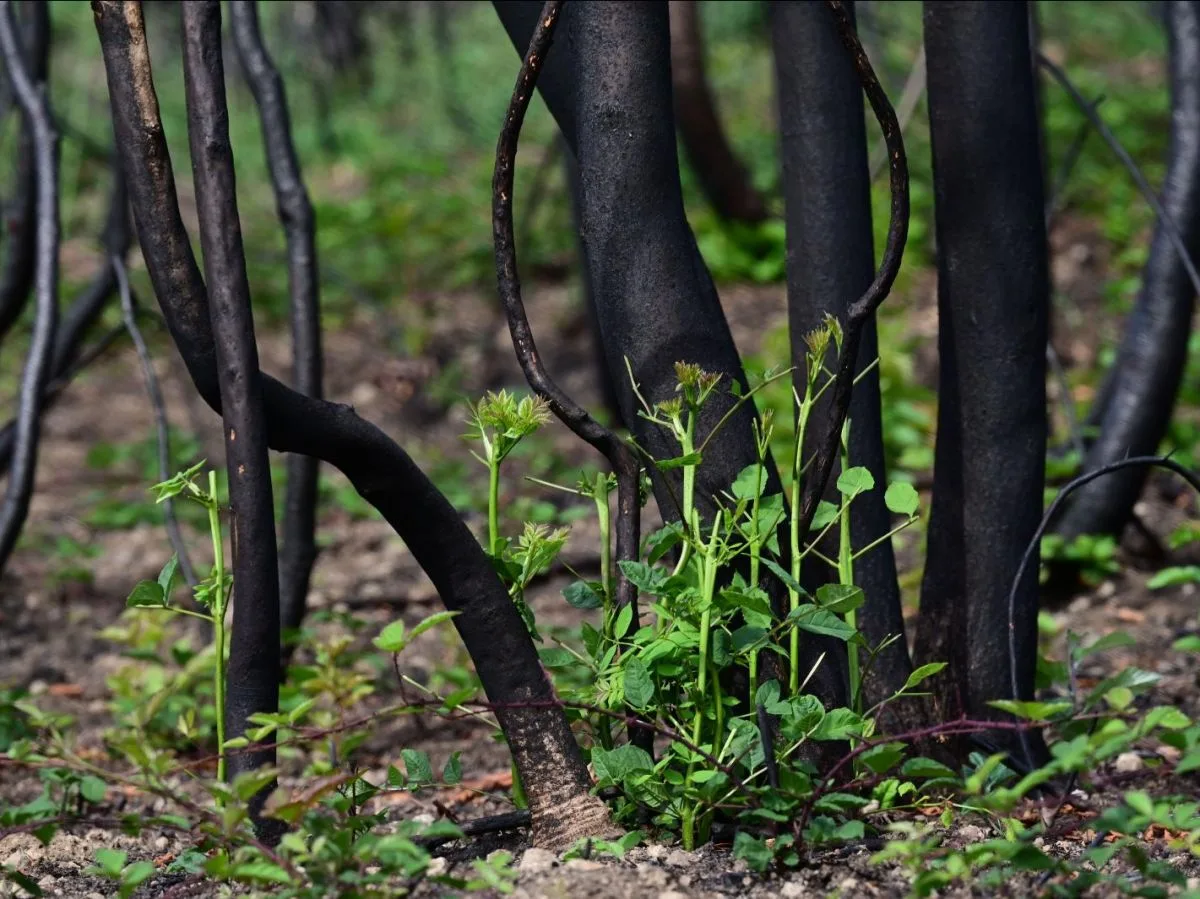 La forêt française progresse, mais les arbres meurent de plus en plus