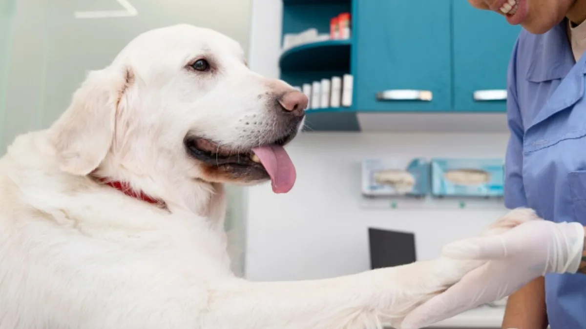 Campaña veterinaria gratis para este viernes 05 de septiembre: ¿Cuáles son los servicios disponibles?