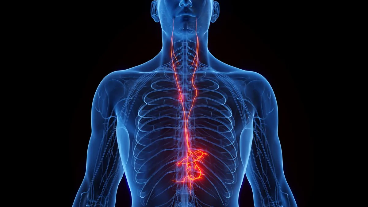 Scientists are closer than ever to understanding the power of the vagus nerve