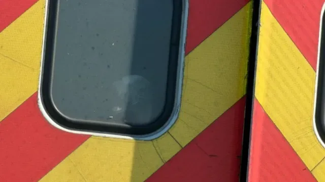 Emu resgatado... em autoestrada na Florida (e andou na via). Há imagens