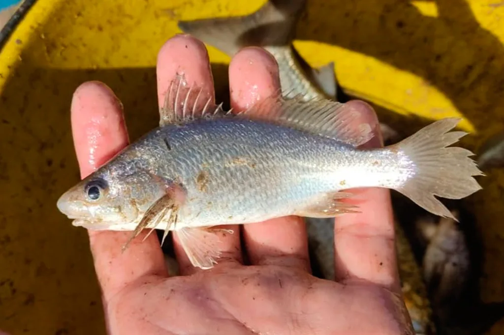 Anomalias em peixes do ES podem ter sido causadas por desastre de Mariana, sugere estudo