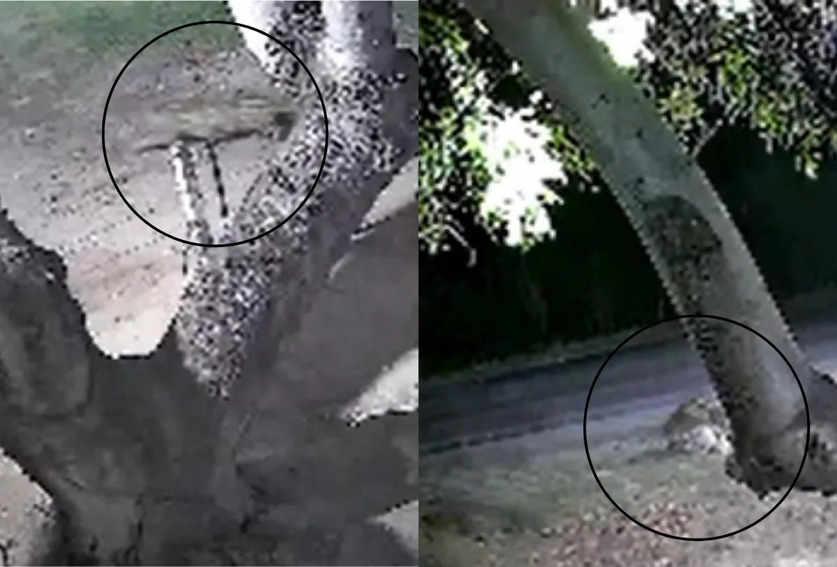 Onça-pintada ataca cachorro minutos após família chegar de festa em Corumbá; veja vídeo