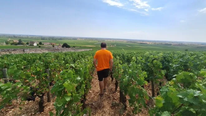Productions réduites, conditions de travail dégradées, besoin d’irriguer: en Bourgogne, des vendanges précoces et douloureuses