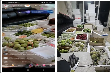 검역본부, 베트남산 수입 금지 식물 4.3t 유통 일당 적발