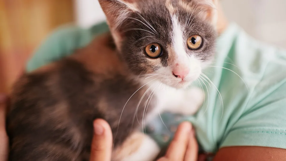 Los veterinarios recomiendan: si tu gato pide siempre atención, no necesita más mimos, sino comer diferente