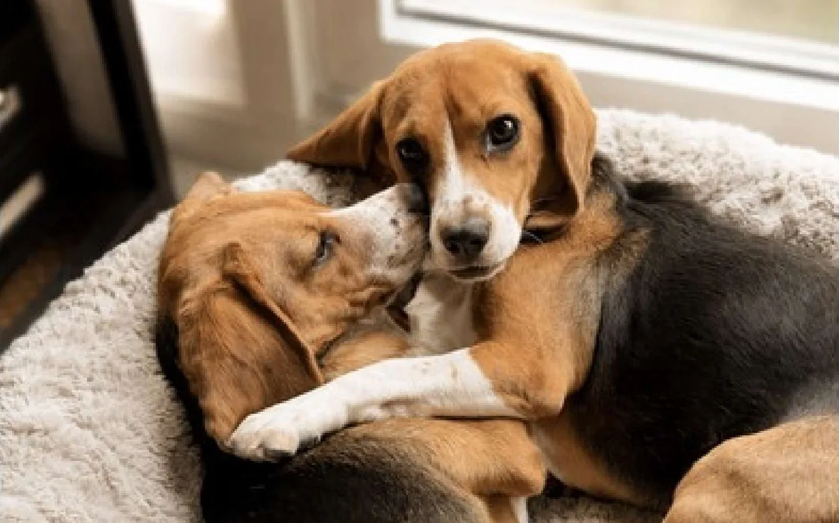 Deux chiens ne font plus éternuer : pourquoi Alfie et Bailey pourraient changer la vie des allergiques