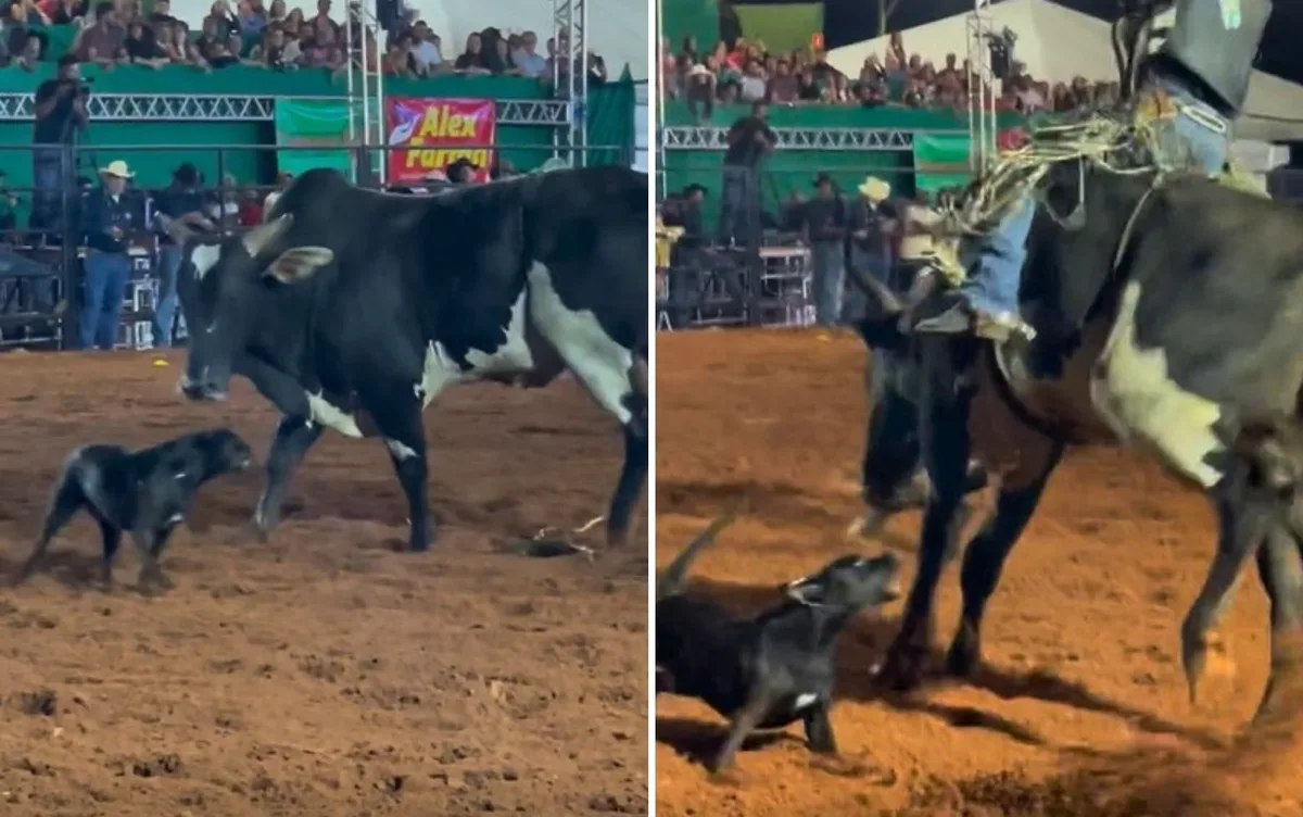 Cadela toureira: ‘Pretinha’ invade rodeio e enfrenta touro na arena; vídeo