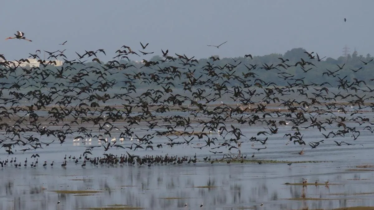 Fourth edition of Puducherry Bird Atlas records 43,000 birds, 158 species