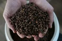 Café futuro recua quase 4% em Nova York com pressão da safra brasileira