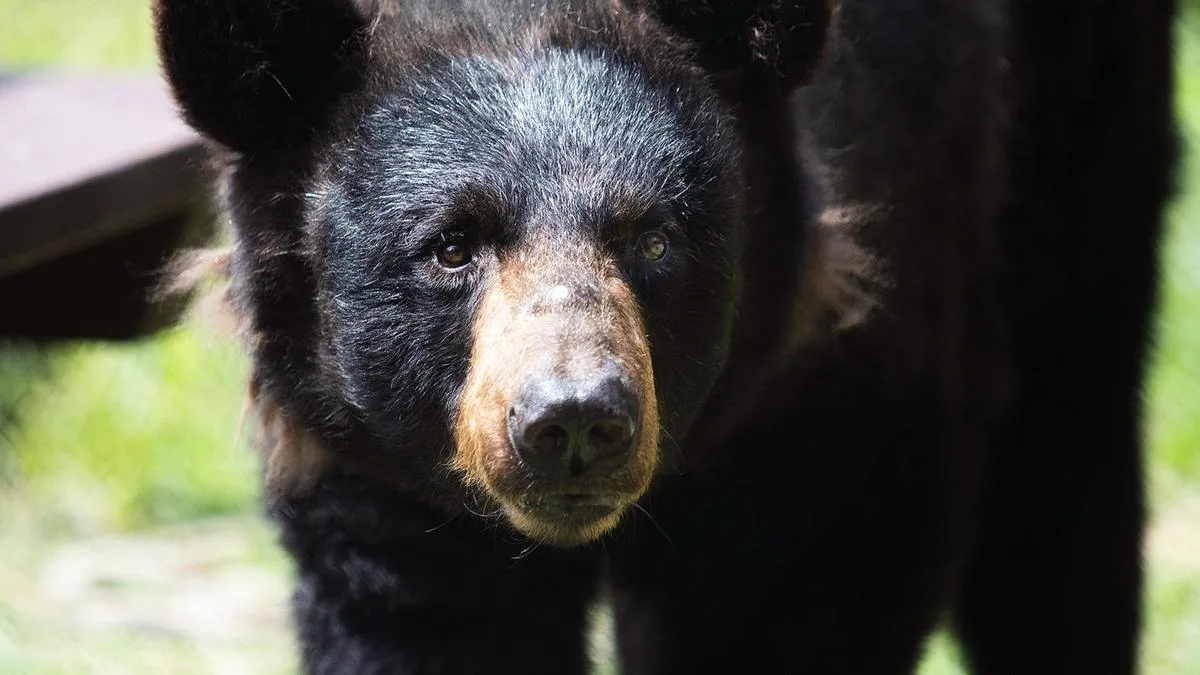 Bear dies trapped inside car