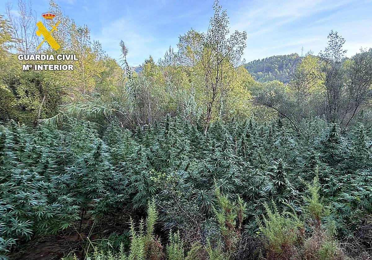 Descubren una 'selva' de 4.000 plantas de marihuana valorada en dos millones de euros en pleno monte