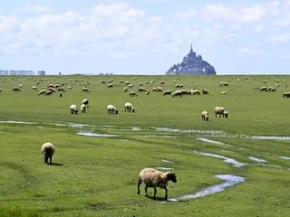 Et si les moutons du « Petit Prince » d’Antoine de Saint-Exupéry étaient ceux du Mont-Saint-Michel ?