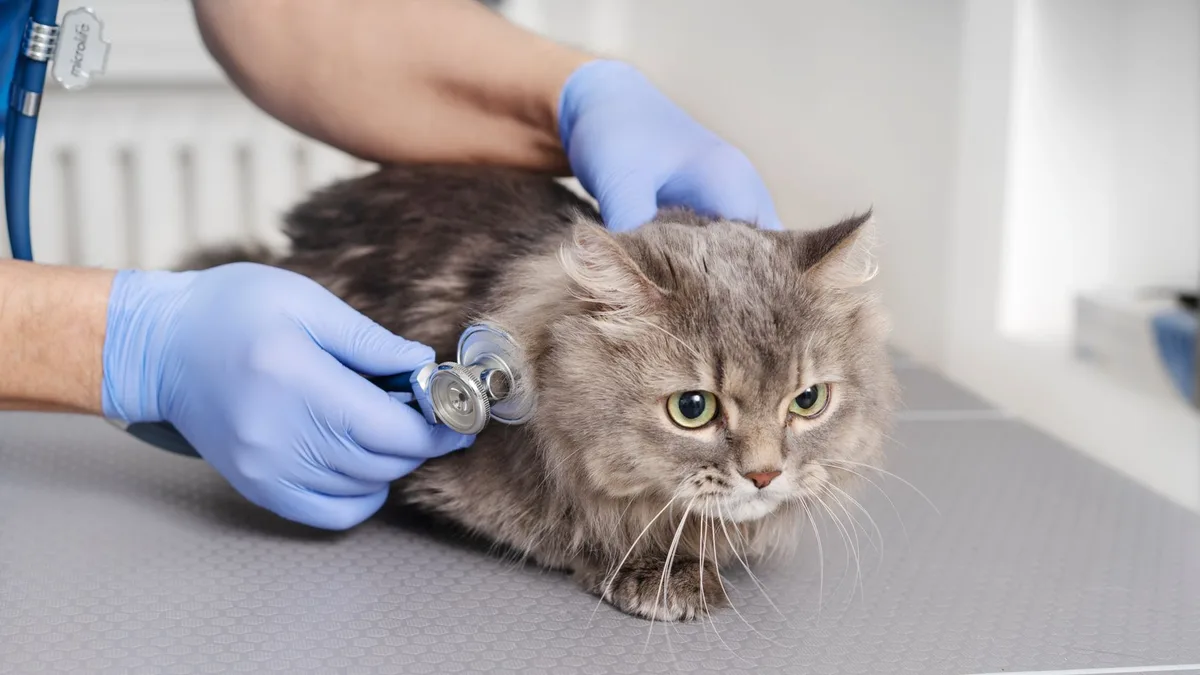 Los veterinarios coinciden: sacar al dueño del gato de la consulta no es lo mejor y puede empeorar su humor
