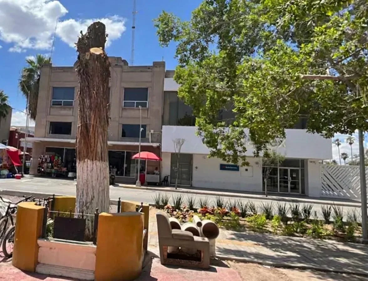 Negligencia ambiental consume al centenario sabino de la Plaza de Armas en Torreón
