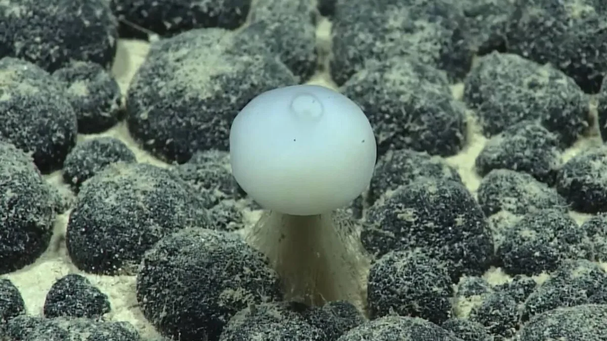 EEUU explora las profundidades del océano y encuentra un ser vivo de cristal entre nódulos polimetálicos