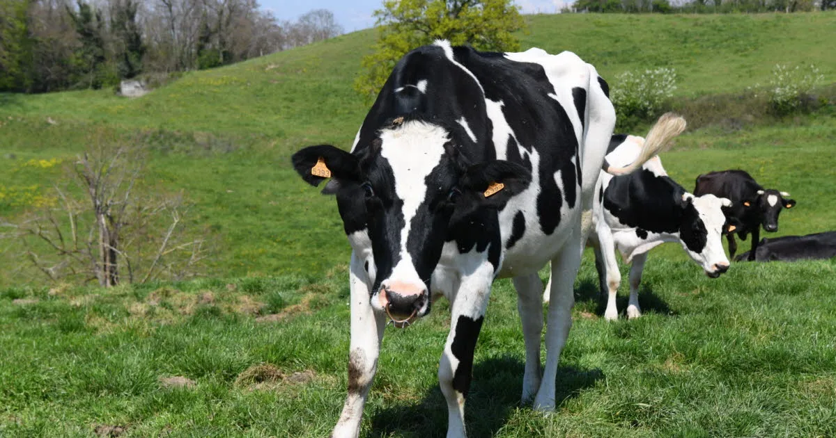 Haut-Rhin. Un randonneur entend des cris et alerte les gendarmes : c'était un éleveur appelant ses vaches