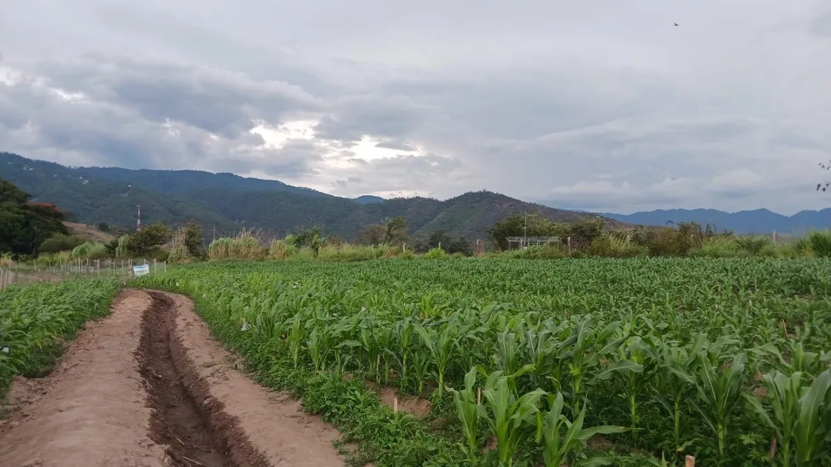 El Ministerio de Agricultura de Guatemala en alerta por riesgos para cultivos y ganado ante la continuidad de las lluvias