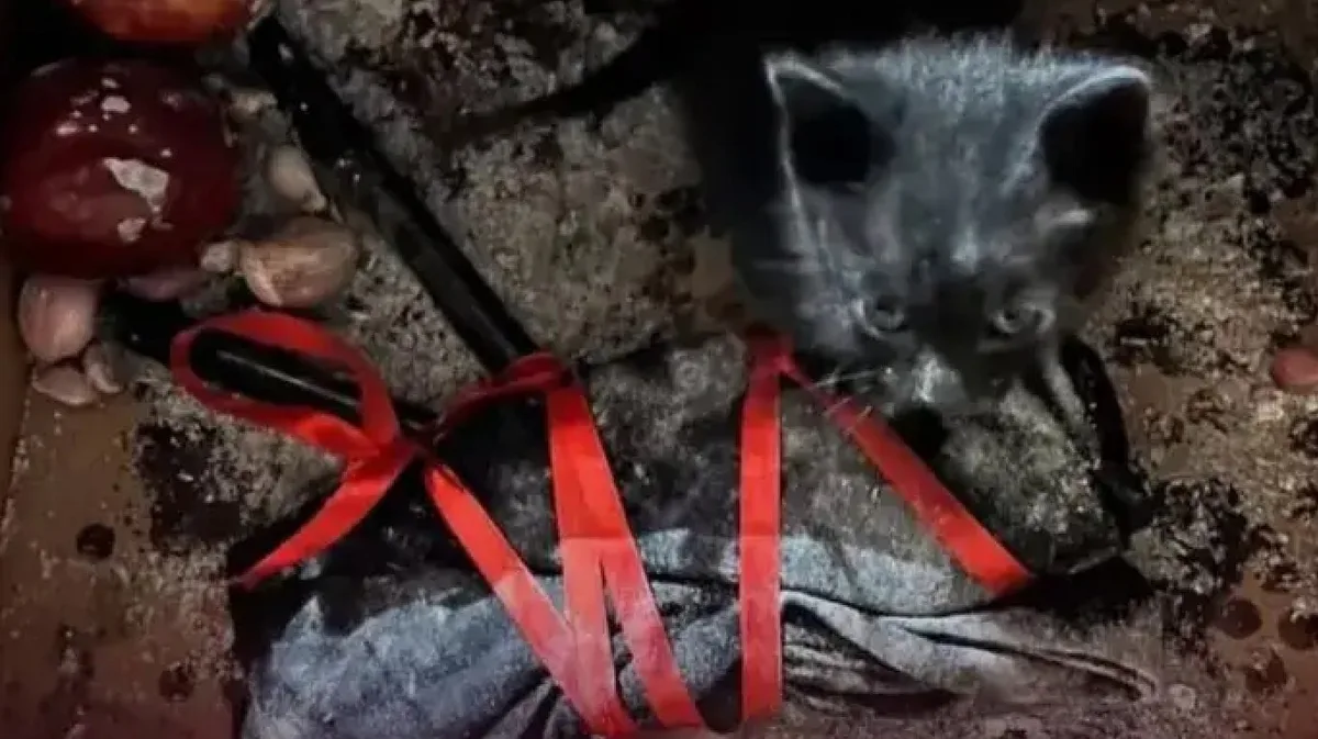 Rescataron a un gato negro herido que estaba encerrado en una caja con velas y cintas rojas en Cañuelas