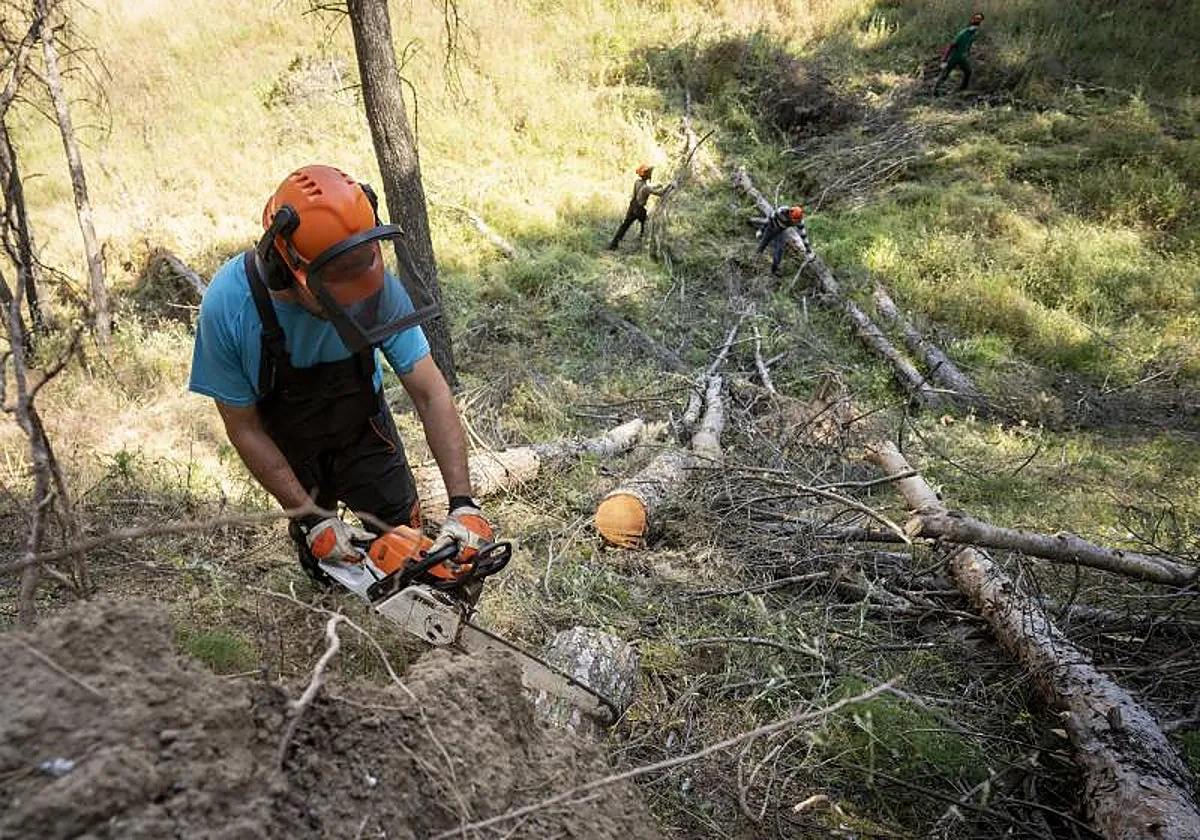 La nueva ley forestal valenciana incentiva la limpieza de montes y ganar tierra de cultivo