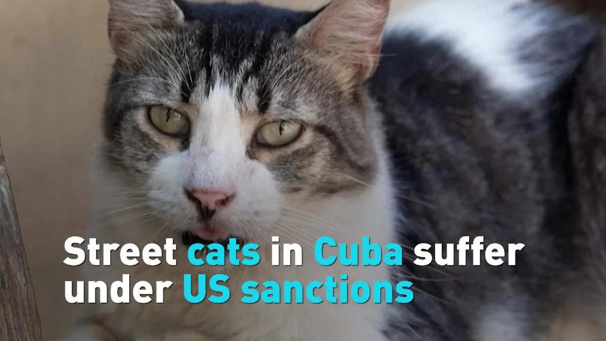 Street cats in Cuba suffer under US sanctions