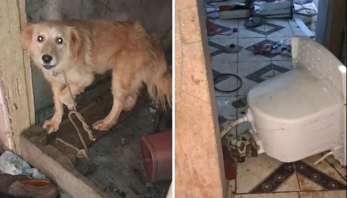 Maus-tratos: polícia resgata cães, gatos, coelho, galinhas e pato sem alimentos e água em Campinas