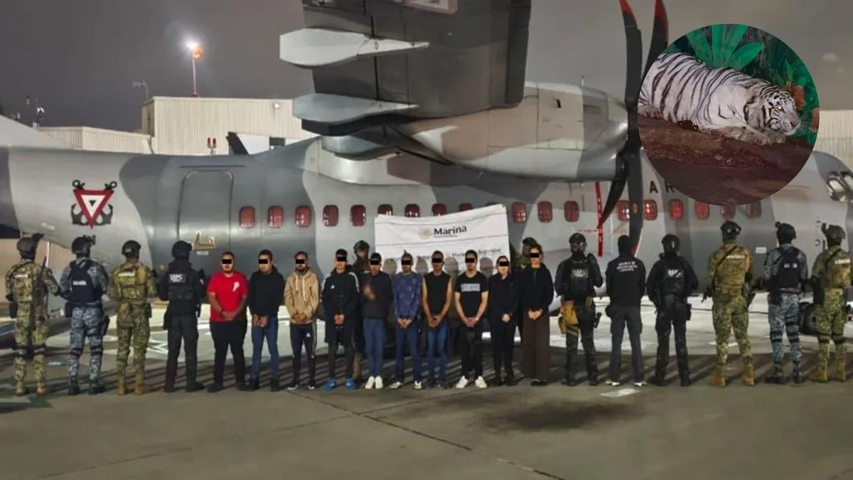 Megaoperativo en Hidalgo, Jalisco y Michoacán: caen 20 integrantes del CJNG con animales tigres y panteras