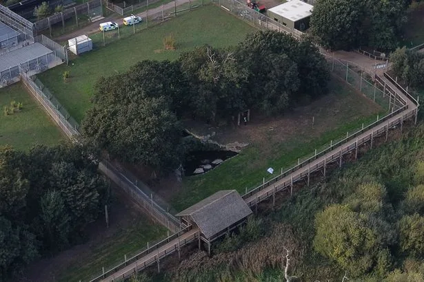 Desperate zoo hero 'tried to stop man leaping into tiger's enclosure' before he was mauled to death