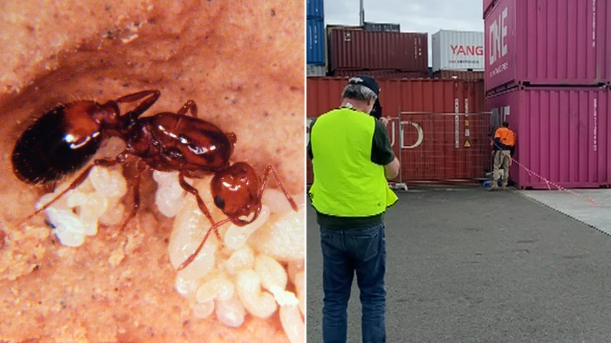 Authorities rush to exterminate nest of invasive fire ants found at Sydney logistics centre