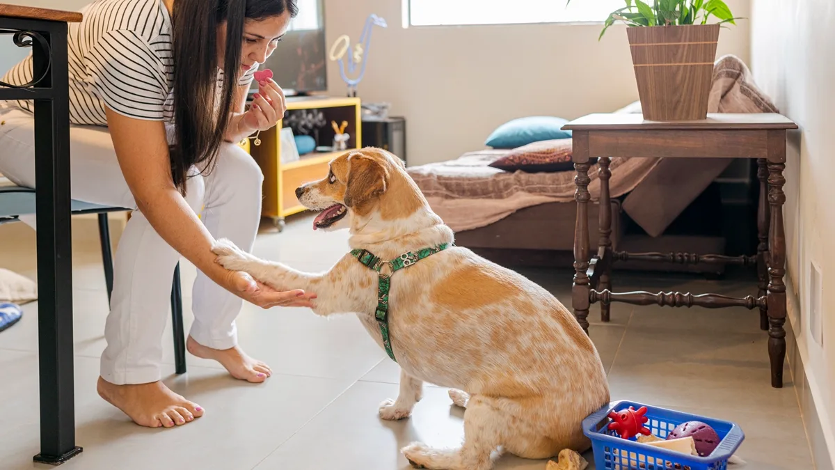 O que evitar ao chegar em casa para não gerar estresse ou ansiedade no pet