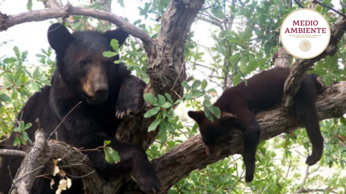 ¿Hay exportación de osos negros de México al extranjero? Semarnat aclara