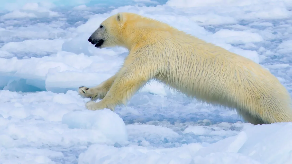 Sommer in der Arktis: „Ein Teil der Eisbären verlässt Spitzbergen nicht mehr“